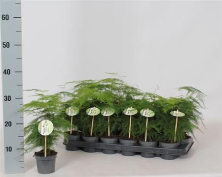 Горшечные цветы и растения оптом Aspar Setaceus от 18шт (для телеги) из Голландии с доставкой по России