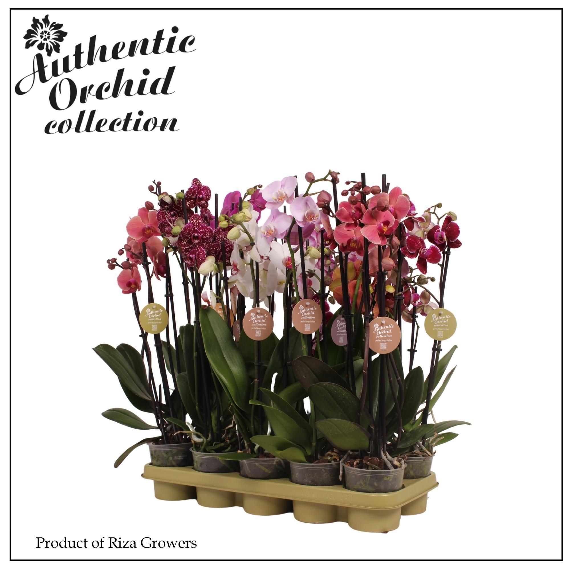 Горшечные цветы и растения оптом Phalaenopsis Mix Authentic от 10шт из Голландии с доставкой по России