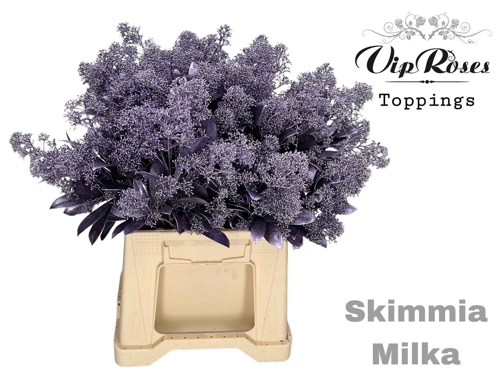 Срезанные цветы оптом Skimmia paint milka metallic от 10шт из Голландии с доставкой по России