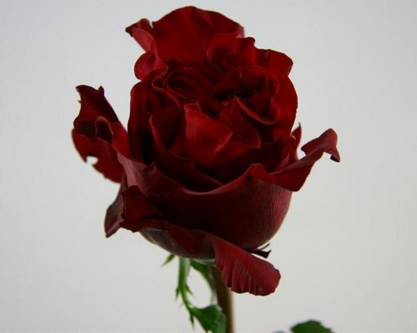 Срезанные цветы оптом Rosa la garden wanted от 24шт из Голландии с доставкой по России