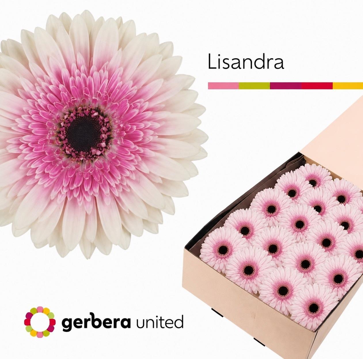 Срезанные цветы оптом Gerbera lisandra от 25шт из Голландии с доставкой по России