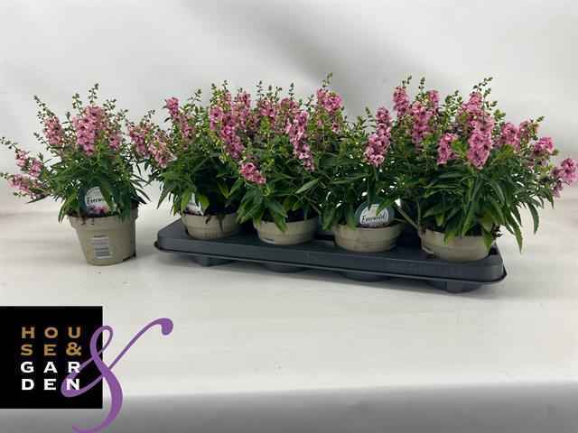 Горшечные цветы и растения оптом Ang Se Lavender от 8шт из Голландии с доставкой по России