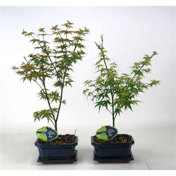 Горшечные цветы и растения оптом Bonsai Acer Palmatum Little Princess With Driptray от 8шт из Голландии с доставкой по России