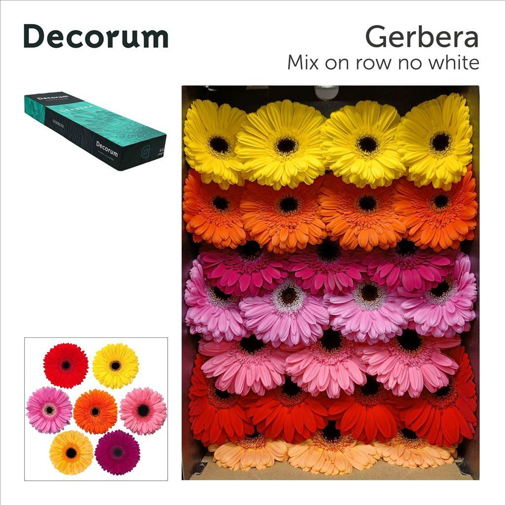 Срезанные цветы оптом Gerbera mix (no white) от 50шт из Голландии с доставкой по России