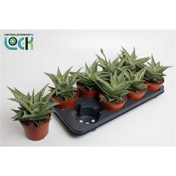 Горшечные цветы и растения оптом Aloe Snow Flake от 8шт из Голландии с доставкой по России