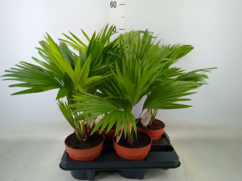 Горшечные цветы и растения оптом Livistona Rotundifolia от 4шт из Голландии с доставкой по России