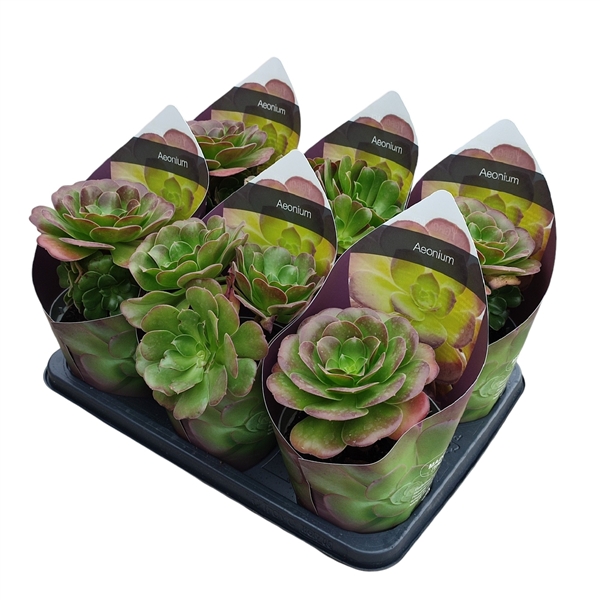 Горшечные цветы и растения оптом Aeonium Arboreum Potcover от 6шт из Голландии с доставкой по России