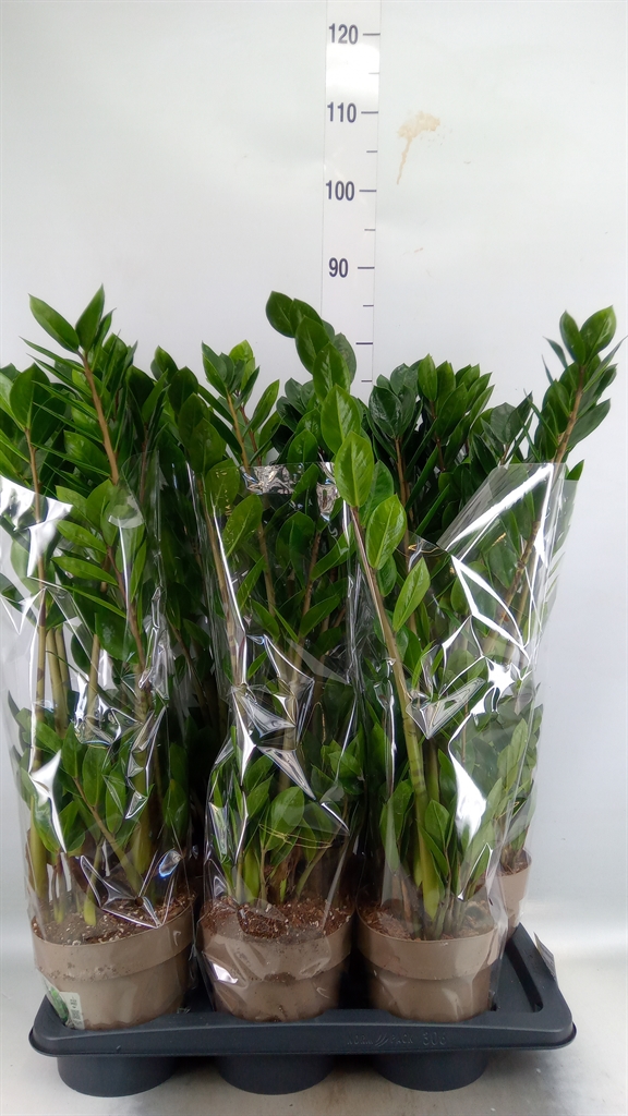 Горшечные цветы и растения оптом Zamioculcas 8+ Morelips от 6шт из Голландии с доставкой по России