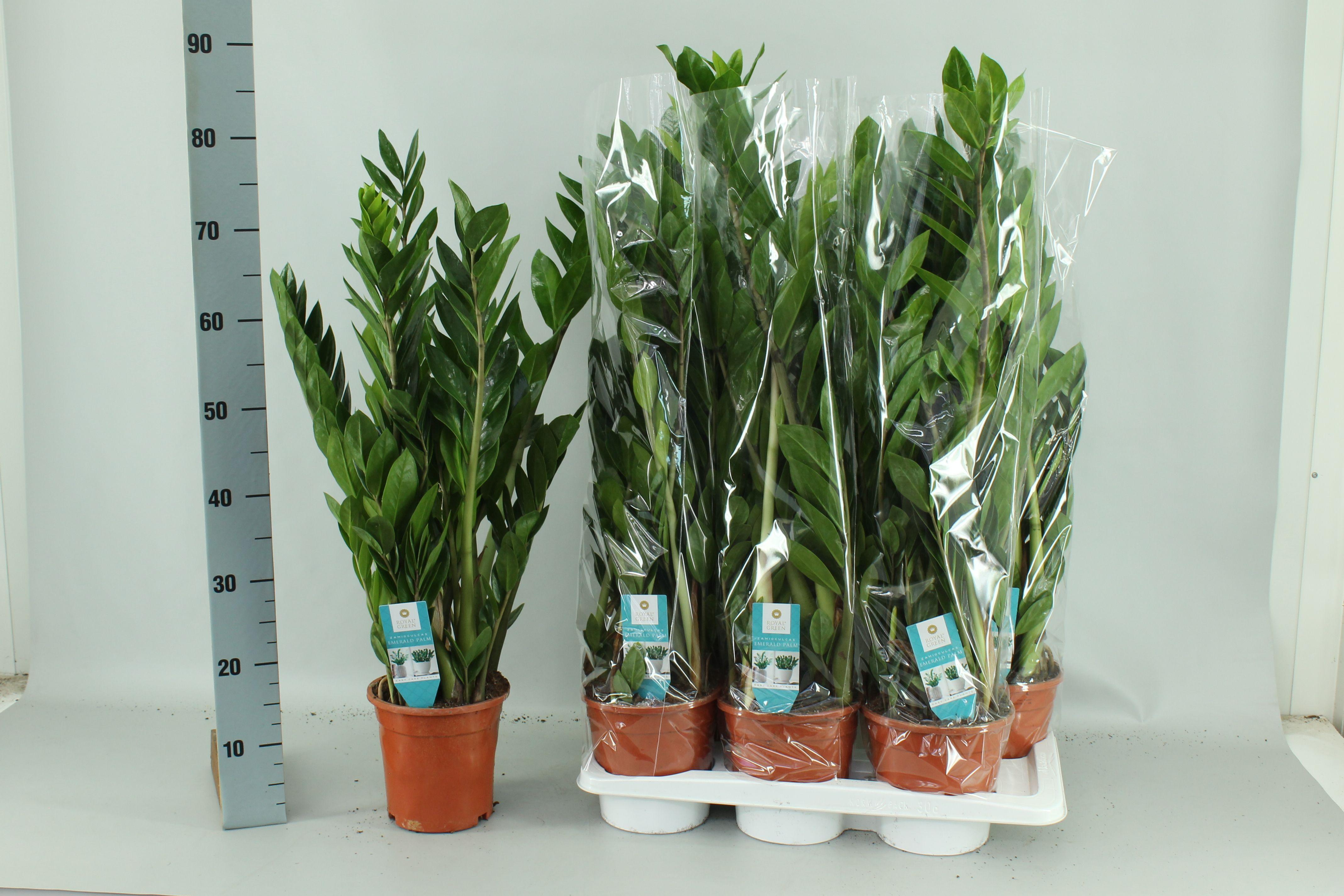 Горшечные цветы и растения оптом Zamio Zamiifolia от 6шт из Голландии с доставкой по России