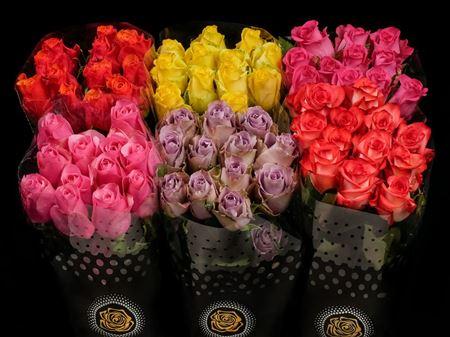 Срезанные цветы оптом Rosa ec mix in bucket от 120шт из Голландии с доставкой по России