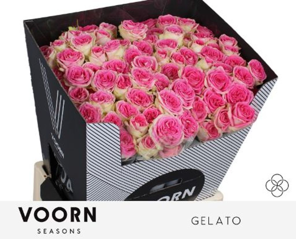 Срезанные цветы оптом Rosa spray gelato от 20шт из Голландии с доставкой по России
