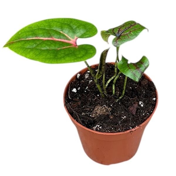 Горшечные цветы и растения оптом Cyrtosperma Johnstonii от 12шт (для телеги) из Голландии с доставкой по России Горшечные цветы и растения оптом Cyrtosperma Johnstonii от 12шт (для телеги) из Голландии с доставкой по России