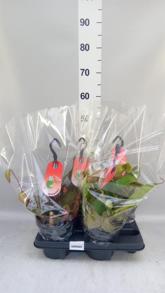 Горшечные цветы и растения оптом Nepenthes ... от 4шт из Голландии с доставкой по России