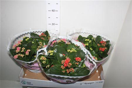 Горшечные цветы и растения оптом Kal Ge Gemengd In Pot Pot от 3шт из Голландии с доставкой по России