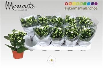 Горшечные цветы и растения оптом Kal Ge Stellar White от 10шт из Голландии с доставкой по России