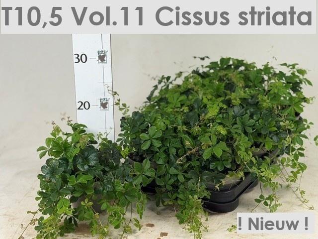 Горшечные цветы и растения оптом Cissus Ov от 8шт из Голландии с доставкой по России