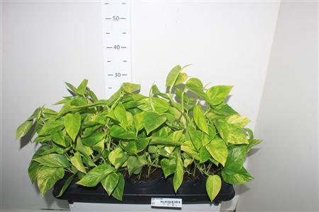 Горшечные цветы и растения оптом Epipr Njoy Gold от 10шт из Голландии с доставкой по России