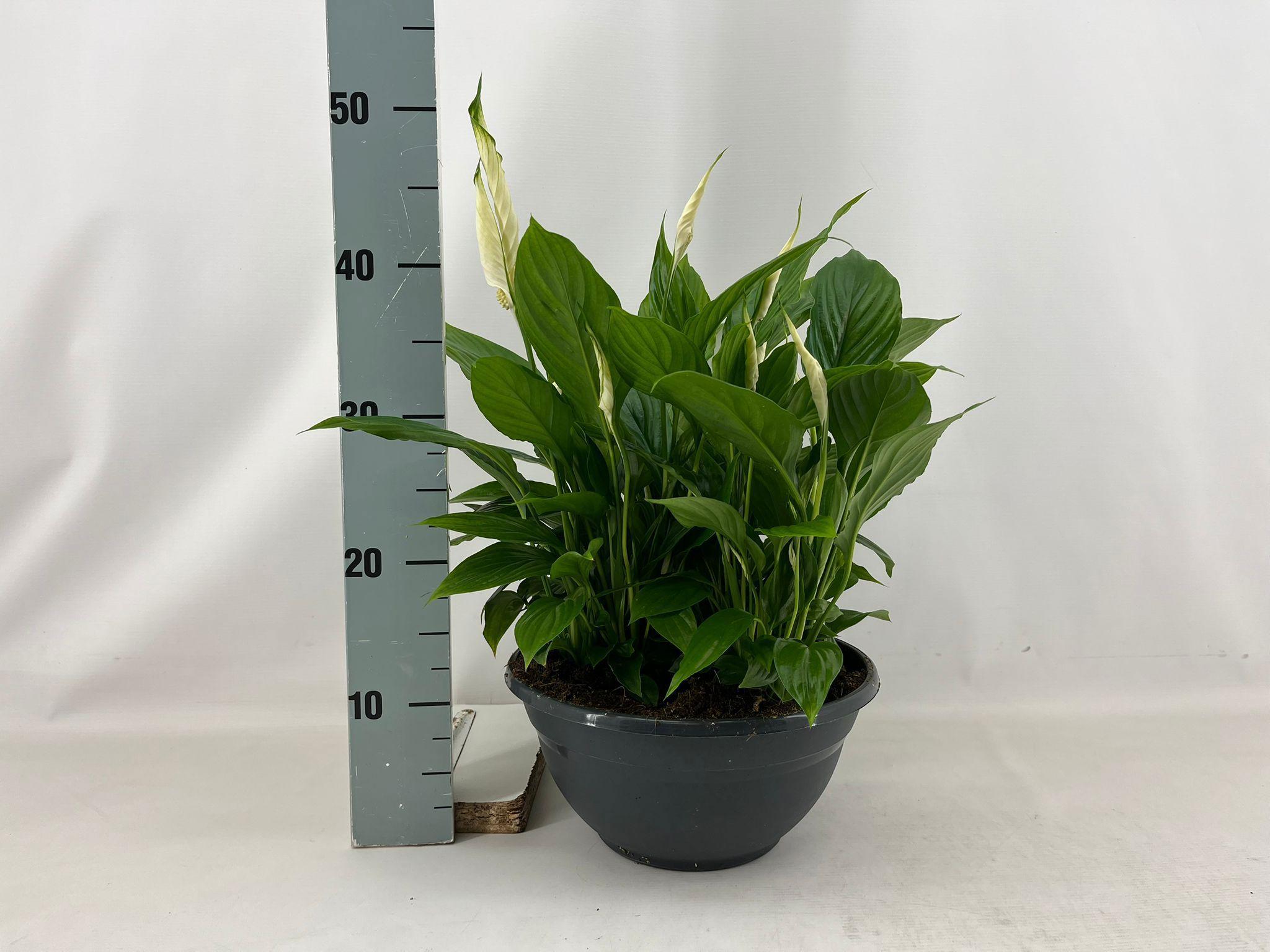 Горшечные цветы и растения оптом Spath Chopin от 1шт из Голландии с доставкой по России