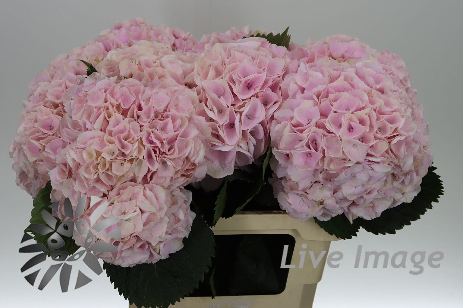 Срезанные цветы оптом Hydrangea my beautiful pink touch от 10шт... из Голландии с доставкой по России
