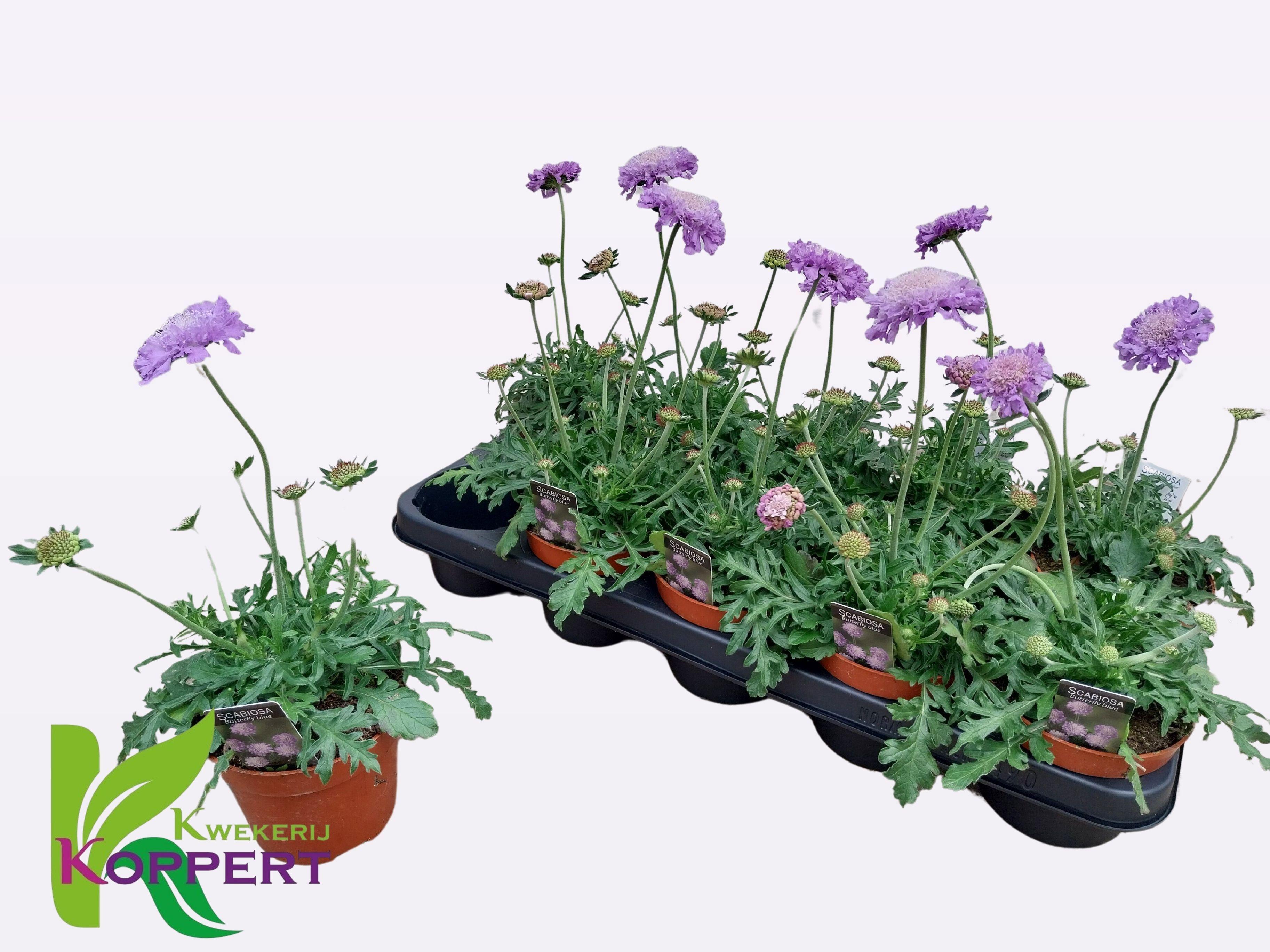 Горшечные цветы и растения оптом Scab Co Butterfly Bl от 10шт из Голландии с доставкой по России