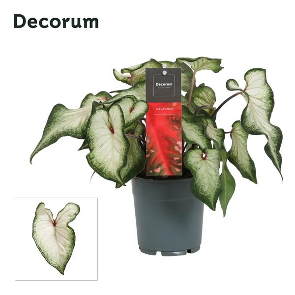 Горшечные цветы и растения оптом Caladium White Wonder (decorum) от 10шт из Голландии с доставкой по России