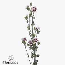 Срезанные цветы оптом Dianthus sp fiorino value от 60шт из Голландии с доставкой по России