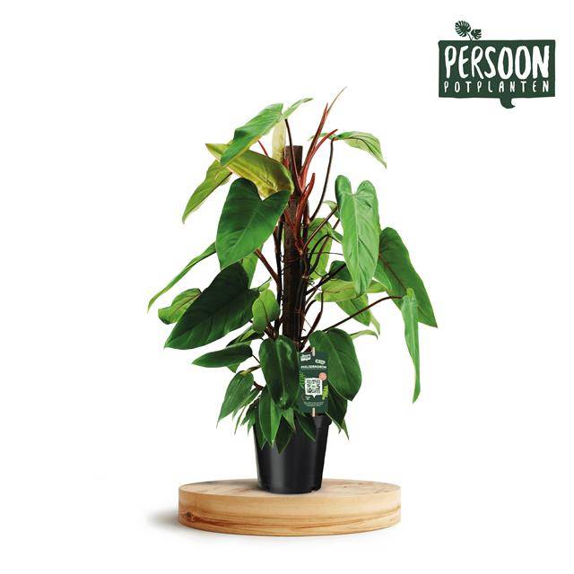 Горшечные цветы и растения оптом Philodendron Red Emerald от 1шт из Голландии с доставкой по России