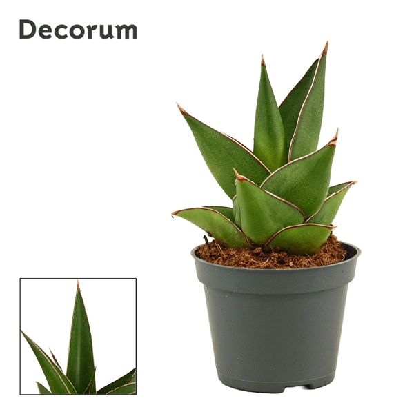 Горшечные цветы и растения оптом Sansevieria Abbey Crown (decorum) от 14шт из Голландии с доставкой по России