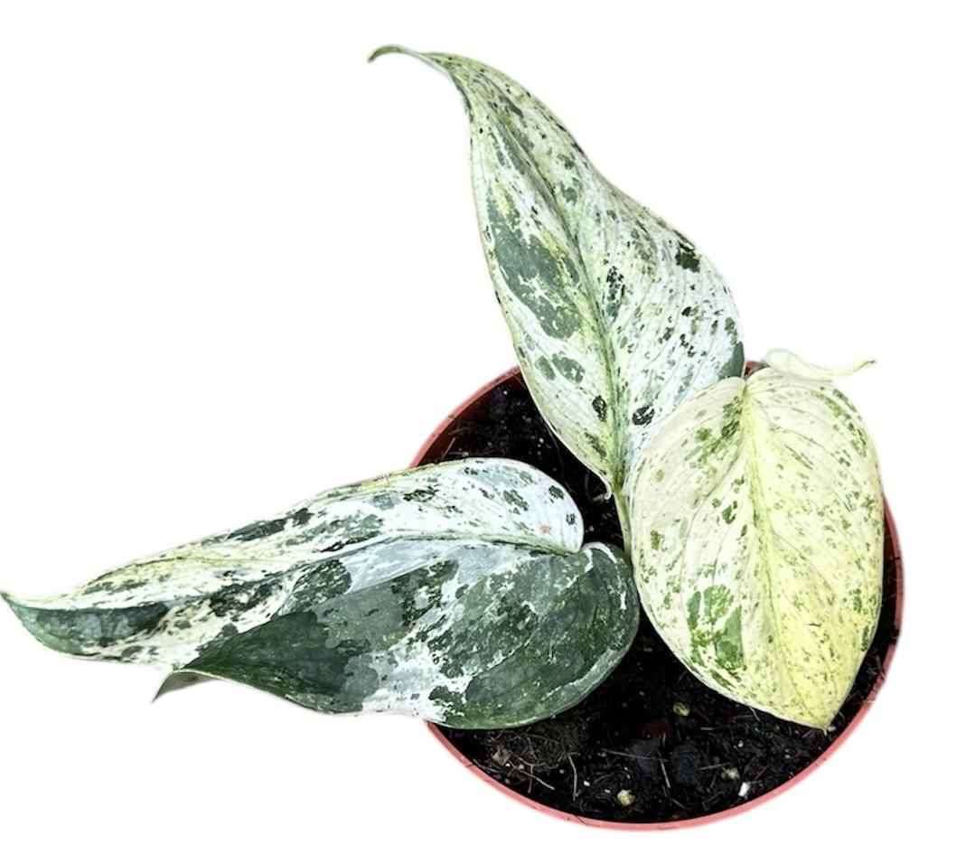 Горшечные цветы и растения оптом Scindapsus Jade Satin Marble от 1шт из Голландии с доставкой по России