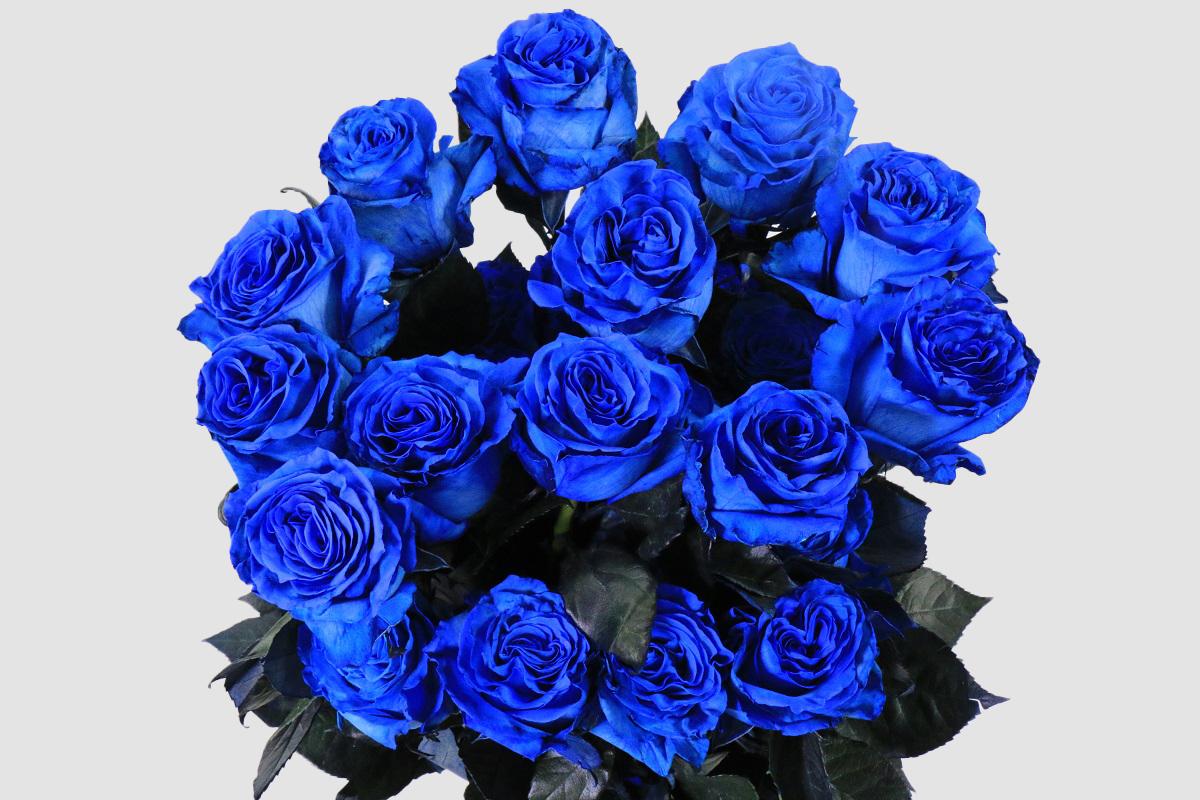 Срезанные цветы оптом Rosa ec paint blue от 100шт из Голландии с доставкой по России