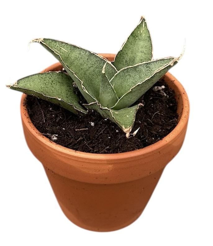 Горшечные цветы и растения оптом Sansevieria Tower Gray от 1шт (для телеги) из Голландии с доставкой по России