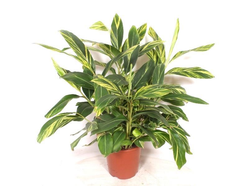 Горшечные цветы и растения оптом Alpinia Zerumbet Variegata от 1шт из Голландии с доставкой по России