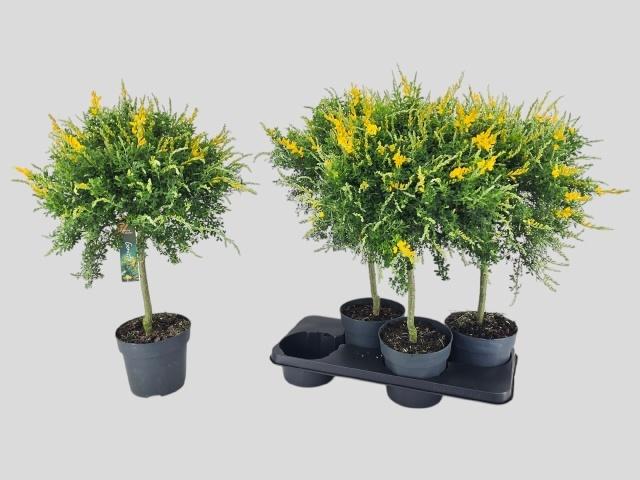 Горшечные цветы и растения оптом Genista X Sp от 4шт из Голландии с доставкой по России