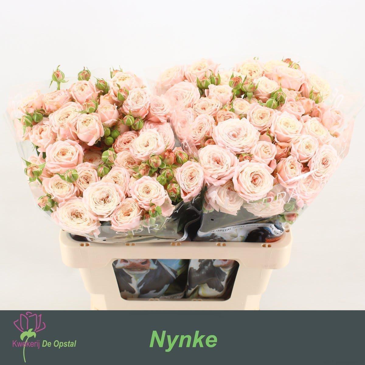 Срезанные цветы оптом Rosa spray nynke от 20шт из Голландии с доставкой по России