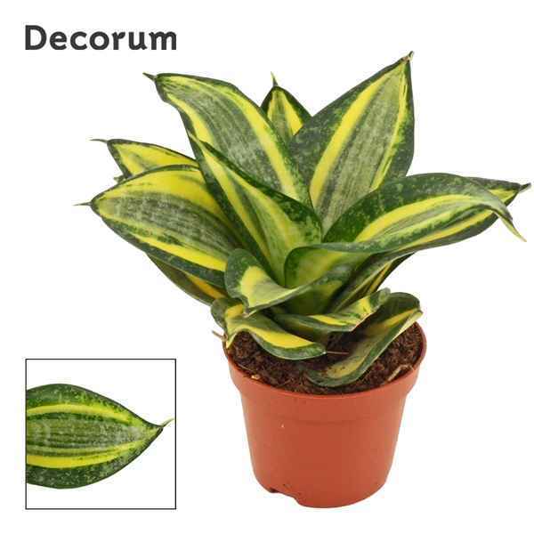 Горшечные цветы и растения оптом Sansevieria Hahnii Jade Multicolor (decorum) от 14шт из Голландии с доставкой по России