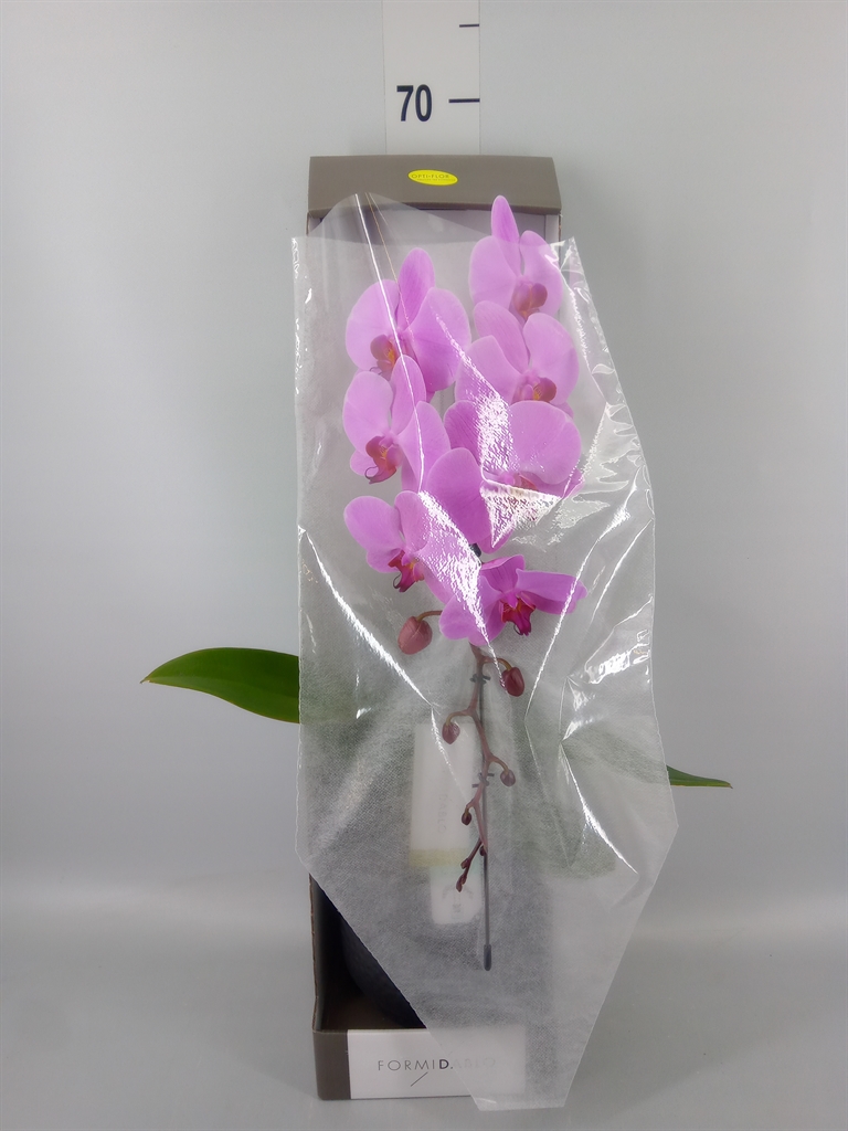 Горшечные цветы и растения оптом Phalaenopsis   ...rose от 1шт из Голландии с доставкой по России
