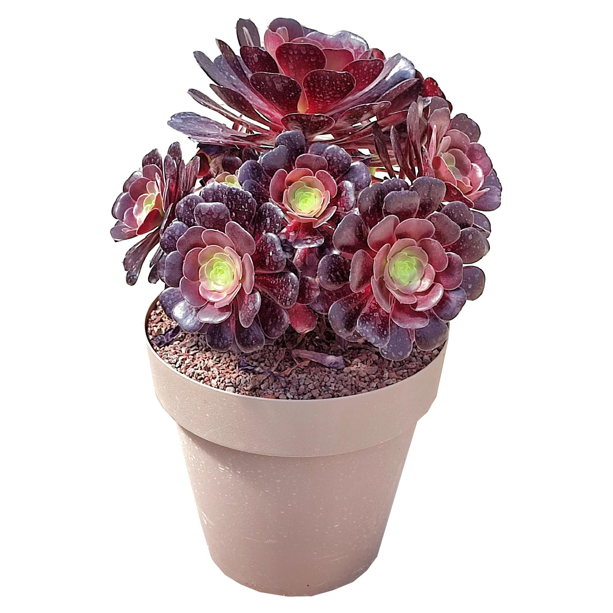 Горшечные цветы и растения оптом Aeonium Arboreum Atropurpureum от 1шт из Голландии с доставкой по России