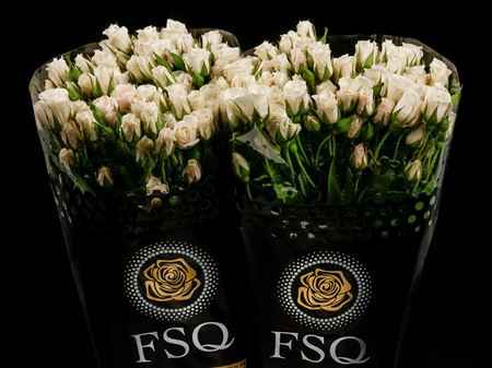 Срезанные цветы оптом Rosa sp white majolica от 40шт из Голландии с доставкой по России