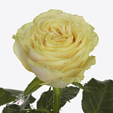 Срезанные цветы оптом Rosa large limonetti от 40шт из Голландии с доставкой по России