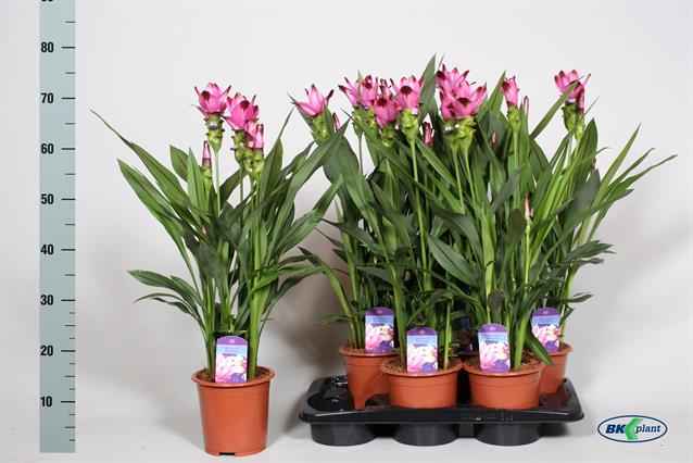 Горшечные цветы и растения оптом Curcu Al Siam Splash от 6шт из Голландии с доставкой по России