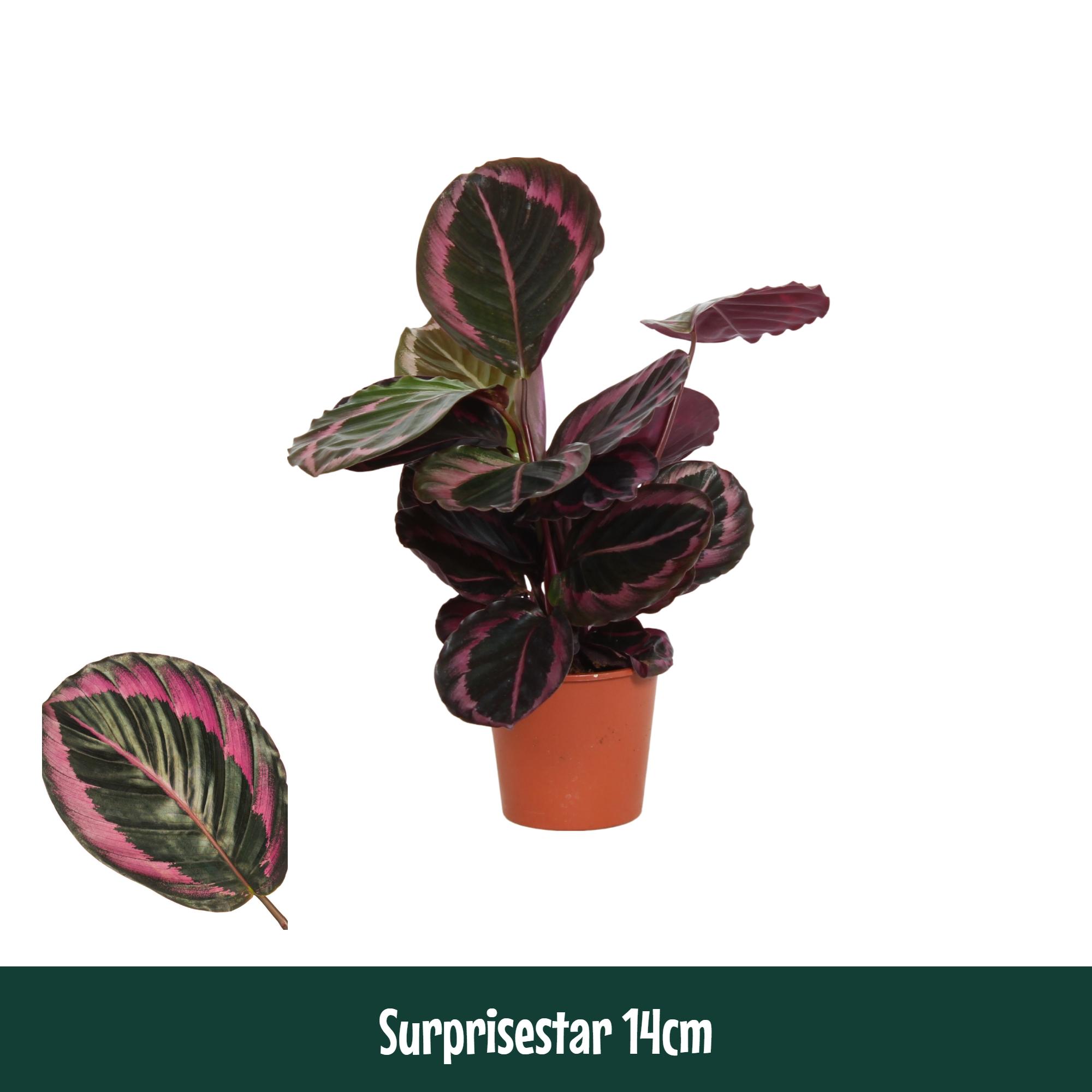 Горшечные цветы и растения оптом Calathea Surprisestar A от 8шт из Голландии с доставкой по России