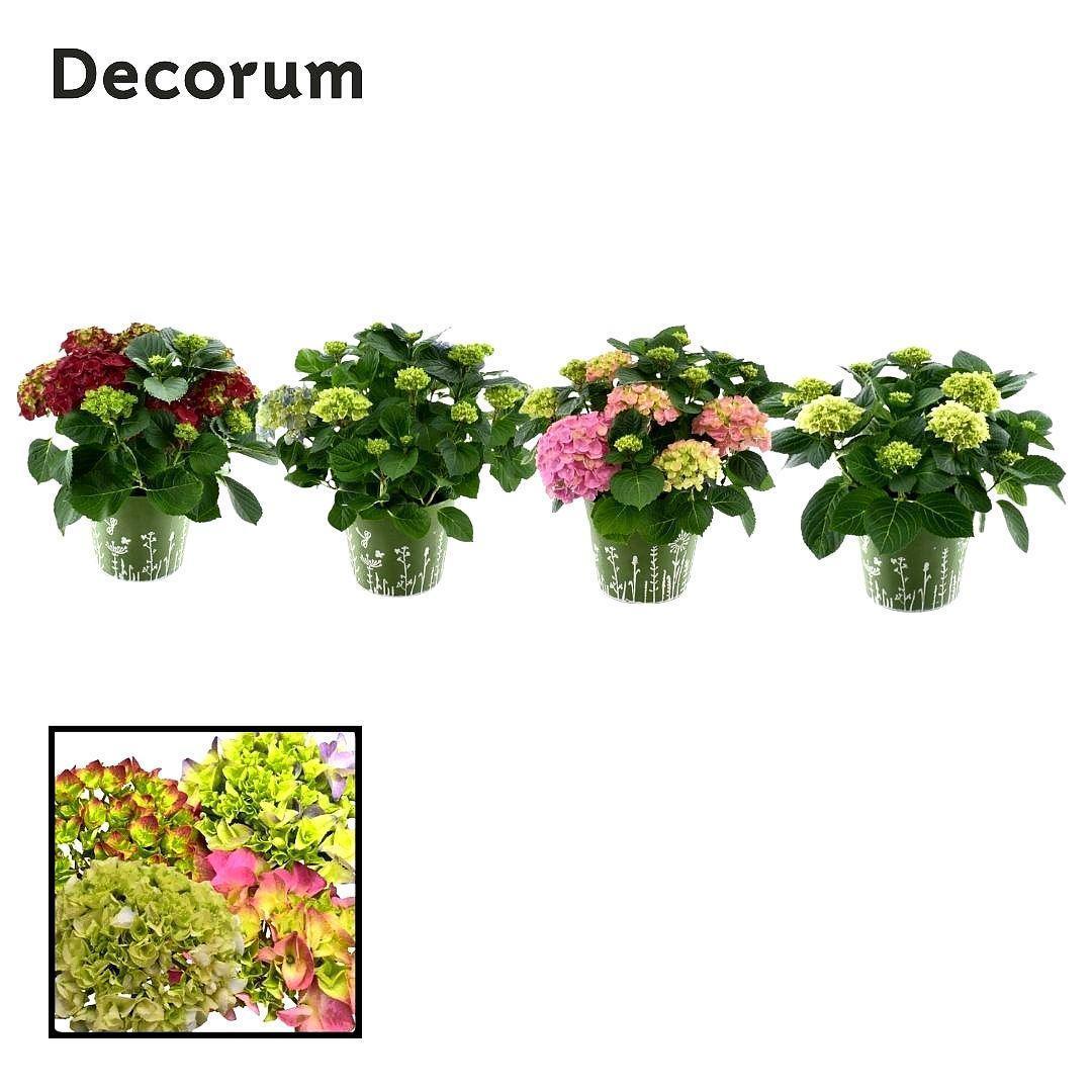Горшечные цветы и растения оптом Hydrangea Bol Mix от 1шт из Голландии с доставкой по России
