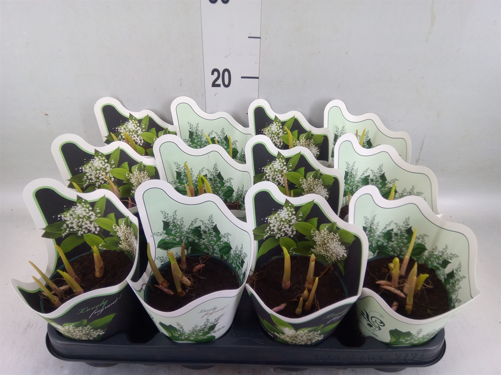 Горшечные цветы и растения оптом Convallaria Majalis от 12шт (для телеги) из Голландии с доставкой по России