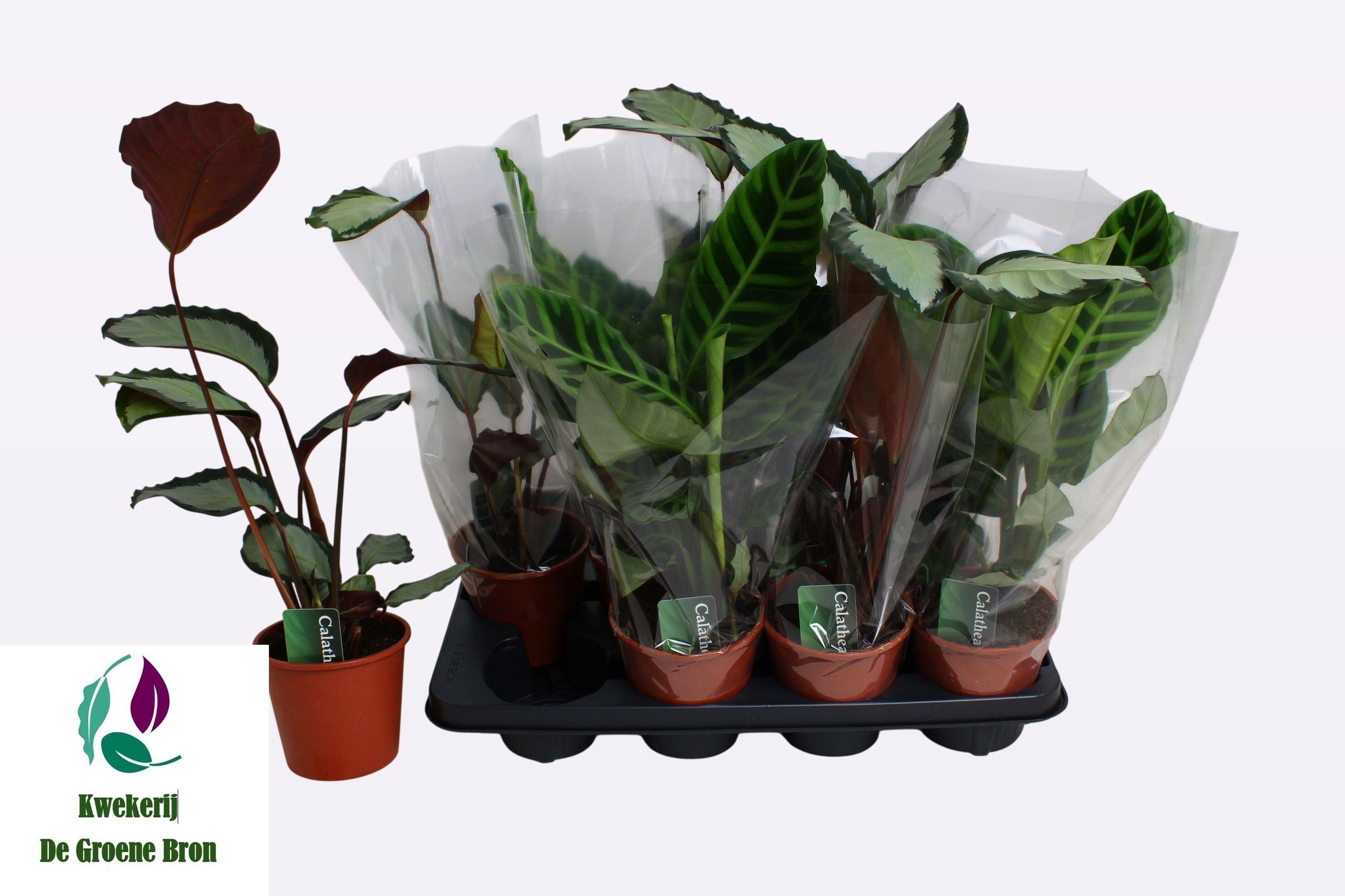 Горшечные цветы и растения оптом Calat Gem 2 Srt от 8шт из Голландии с доставкой по России