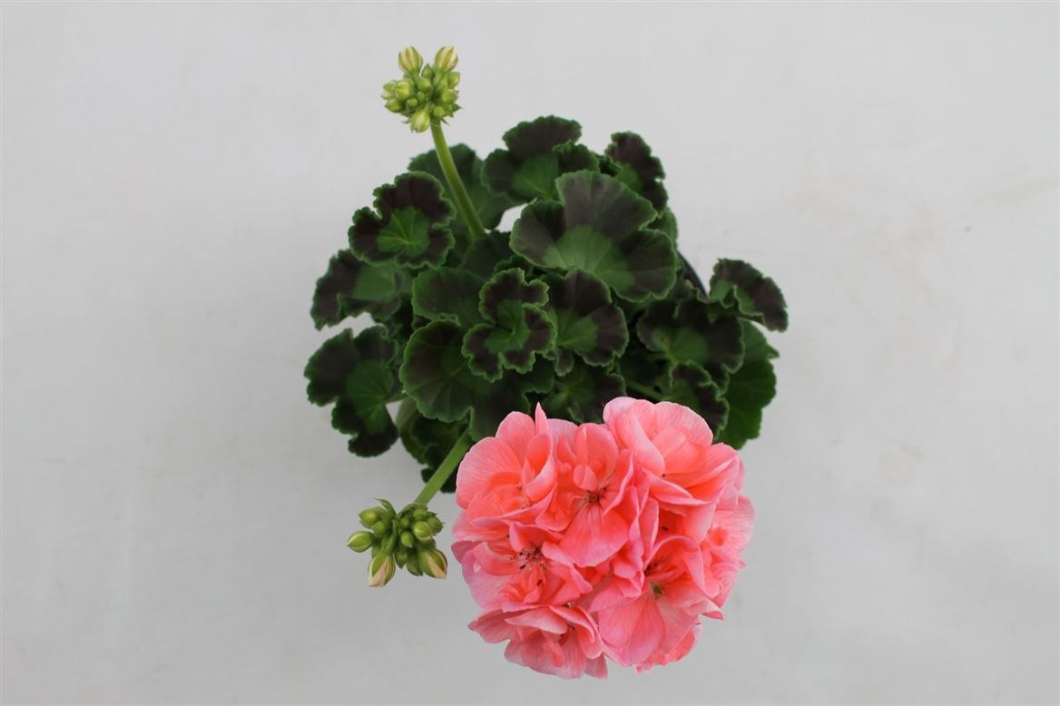 Горшечные цветы и растения оптом Pelargonium Zon Summer Idols Pink от 12шт из Голландии с доставкой по России