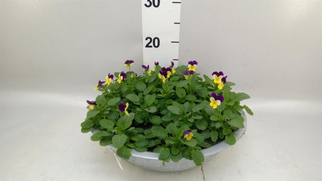 Горшечные цветы и растения оптом Viola Corn. evo Mini Lemon Purple от 1шт (для телеги) из Голландии с доставкой по России