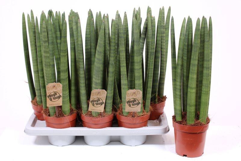 Горшечные цветы и растения оптом Sansevieria Straight от 7шт из Голландии с доставкой по России