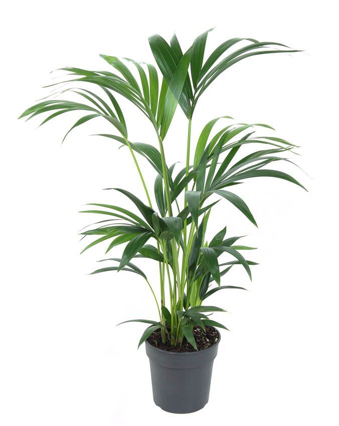 Горшечные цветы и растения оптом Howea Forsteriana 6pp от 1шт из Голландии с доставкой по России