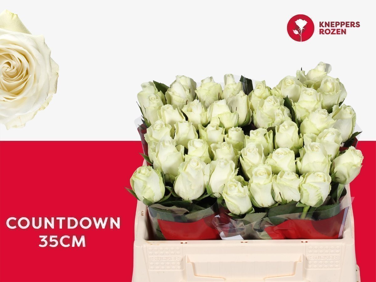 Срезанные цветы оптом Rosa large countdown от 40шт. из Голландии с доставкой по России