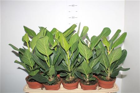 Горшечные цветы и растения оптом Ficus Beng Audrey от 10шт из Голландии с доставкой по России